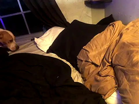 lilthicky352 online show from December 1, 12:15 am