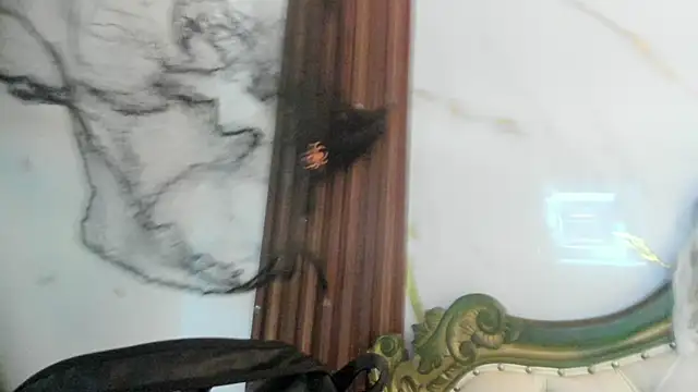 Snapshot of CoralieBronson chatting on October 28, 8:44 pm CoralieBronson online show from October 28, 8:44 pm