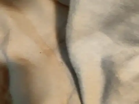 Snapshot of Pollagorda_34877 chatting on November 19, 12:38 pm Pollagorda 34877 online show from November 19, 12:38 pm