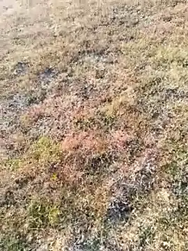 Snapshot of coocon2020 chatting on November 16, 2:39 am coocon2020 online show from November 16, 2:39 am