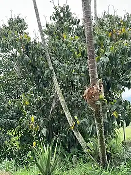 Marco Vega online show from March 27, 4:51 pm