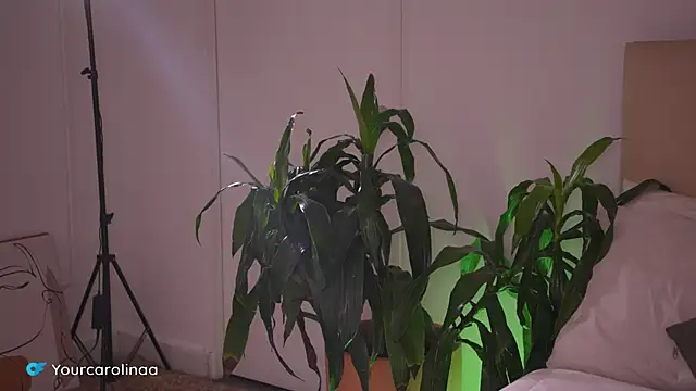 Carolart  online show from January 6, 10:23 pm