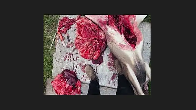 lisabaus online show from April 12, 1:10 am