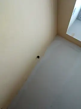 Snapshot of dream32222 chatting on October 30, 12:39 pm dream32222 online show from October 30, 12:39 pm