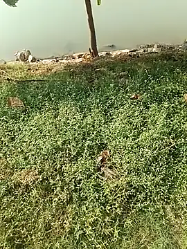 king godgm online show from December 21, 4:08 am