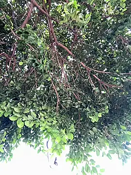 Boy hot- online show from February 20, 8:09 pm