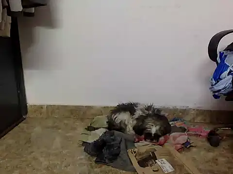 Snapshot of suzen_night chatting on January 16, 5:28 pm suzen night online show from January 16, 5:28 pm
