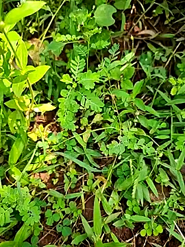 Snapshot of telugumodda4396 chatting on September 21, 7:10 am telugumodda4396 online show from September 21, 7:10 am