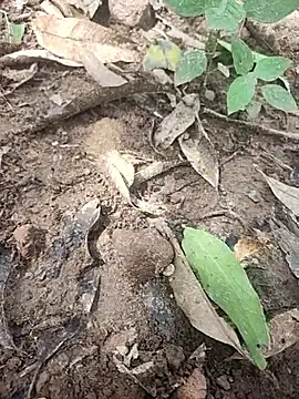 Snapshot of telugumodda4396 chatting on October 14, 5:30 am telugumodda4396 online show from October 14, 5:30 am