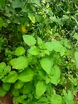 Snapshot of telugumodda4396 chatting on October 25, 5:48 am telugumodda4396 online show from October 25, 5:48 am