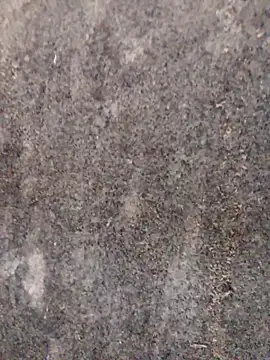 nagepalli online show from November 29, 3:31 am