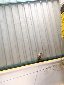 harinisree online show from October 31, 5:30 am