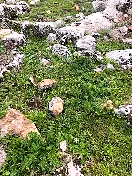 Sert erkek21 ysm online show from March 26, 1:17 pm