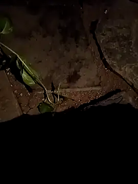 naveen 3222 online show from April 15, 2:46 pm