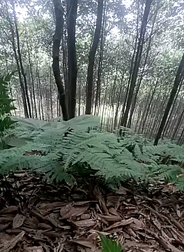 thuy-kieu online show from January 9, 1:52 am