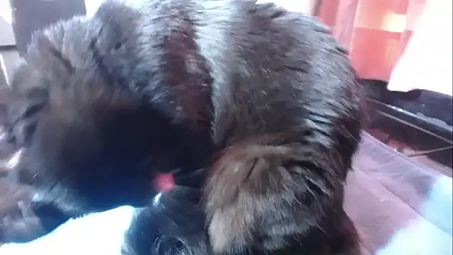 sasha sexy1 online show from March 1, 2:52 pm