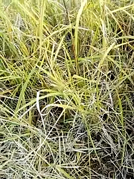 Snapshot of beba1100 chatting on November 25, 8:36 am beba1100 online show from November 25, 8:36 am