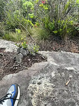 toritoga online show from March 25, 6:36 pm