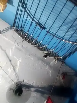 Akanksha soni online show from April 13, 7:08 pm