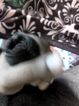 Snapshot of Devil_346 chatting on December 14, 10:14 pm Devil 346 online show from December 14, 10:14 pm