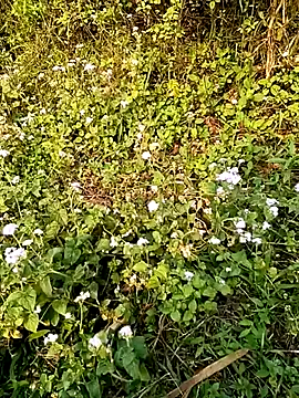 seacyre online show from April 13, 1:00 am