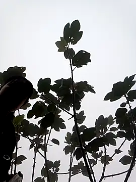 him220 online show from March 7, 2:08 am