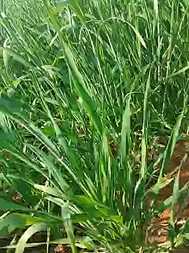 Kirti sexy online show from January 15, 9:25 am