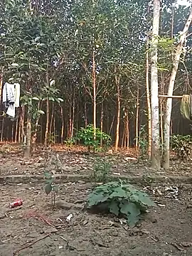 Nuna 689 online show from March 31, 9:21 am