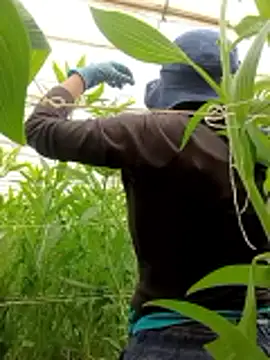 Abigail office online show from February 13, 6:37 pm