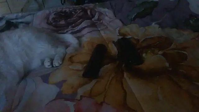 luanahot1 online show from March 31, 7:42 am