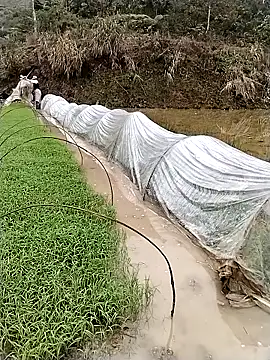 ngocbao11 online show from March 12, 1:12 am