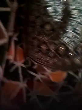 Rashmika Mandana online show from April 16, 7:14 pm