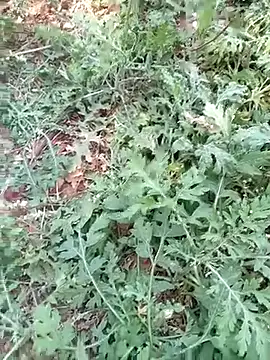 new sexy couple online show from March 13, 8:21 am