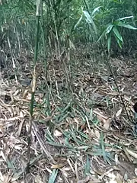 kalara kail online show from March 16, 1:55 am