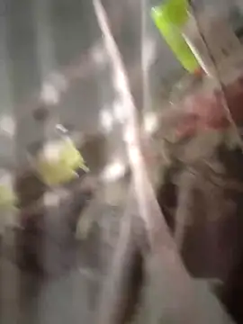 chutki deewana online show from March 24, 12:59 am