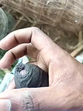 sanju 5418 online show from April 7, 7:09 am