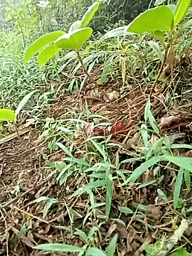 maymay121 online show from April 18, 10:08 am