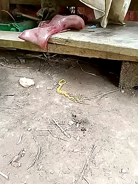 NIANIAKUTE online show from April 14, 2:28 am