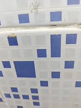 diljaan51 online show from March 28, 2:11 am