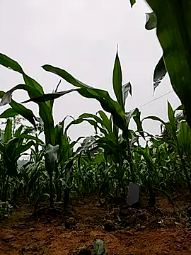 Ruby Lucy online show from April 2, 1:47 am