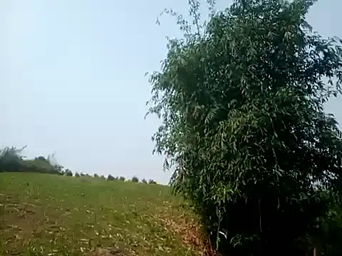 jikey-bibi online show from April 13, 2:17 am