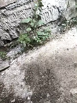 Rocky pune online show from April 16, 3:40 am