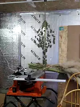 IronedTitan online show from December 12, 2:26 am