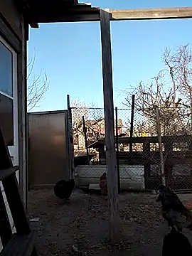 sarpe4 online show from April 15, 3:41 pm