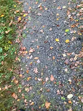 Snapshot of hamstergrabben chatting on October 24, 11:50 am hamstergrabben online show from October 24, 11:50 am