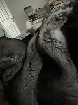 Furdale online show from February 14, 2:58 pm