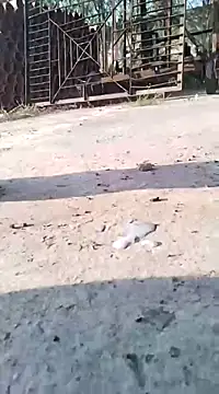 Snapshot of Pitercom chatting on March 9, 7:12 am Pitercom online show from March 9, 7:12 am