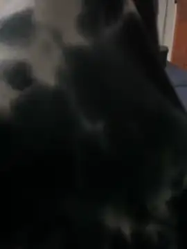 ROBOSTALLION online show from April 13, 4:34 pm