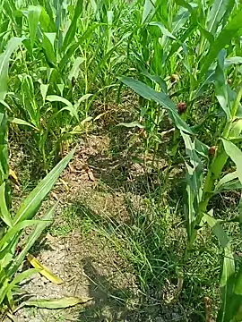 kummuduabbai online show from March 25, 7:47 am