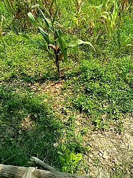 kummuduabbai online show from April 26, 4:54 am